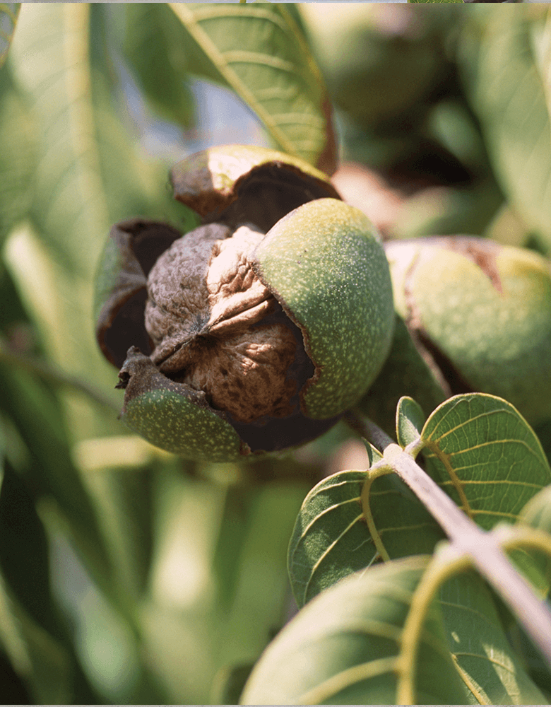 Nutrition in walnuts